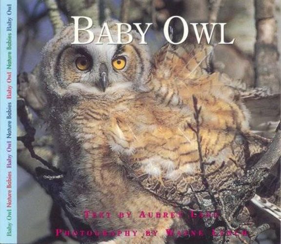 Cover image for Baby Owl