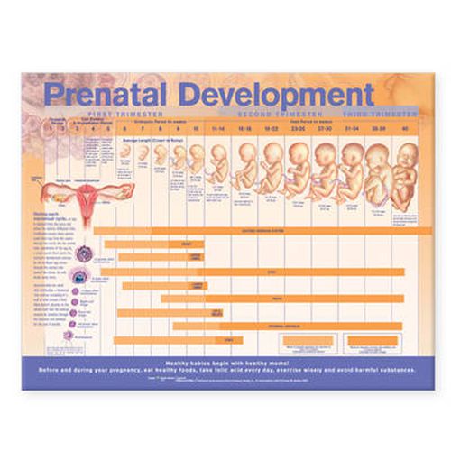 Cover image for Prenatal Development Anatomical Chart