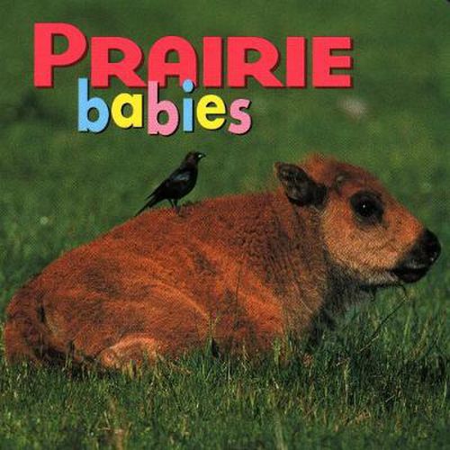 Cover image for Prairie Babies