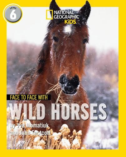 Cover image for Face to Face with Wild Horses: Level 6