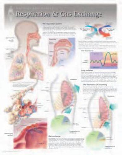 Cover image for Respiration & Gas Exchange Laminated Poster