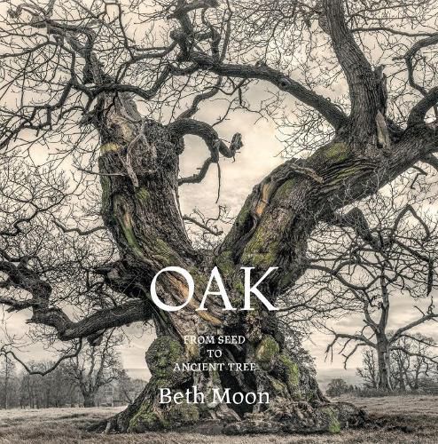 Cover image for Oak: From Seed to Ancient Tree