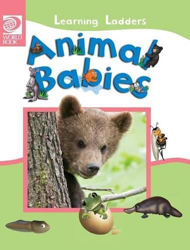 Cover image for Animal Babies