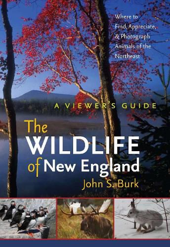 Cover image for The Wildlife of New England