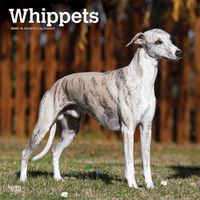 Cover image for Whippets 2020 Square Wall Calendar