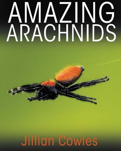 Cover image for Amazing Arachnids