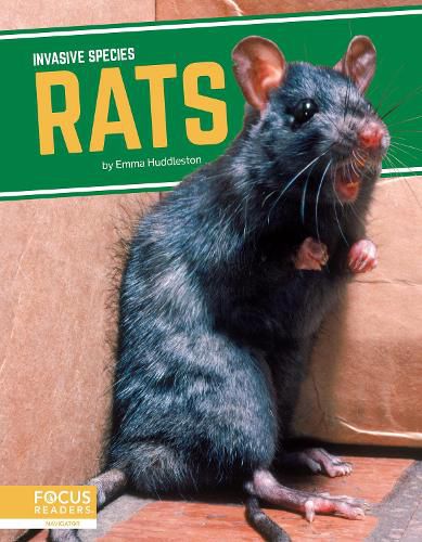 Invasive Species: Rats