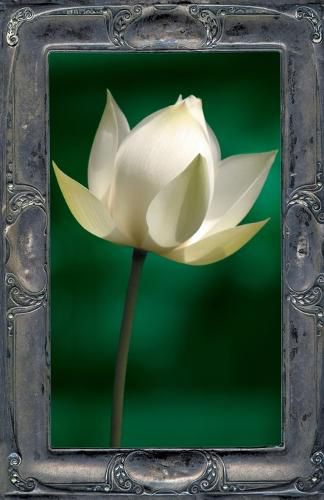 Cover image for Letting the Lotus Bloom: The Expression of Soul Through Flowers