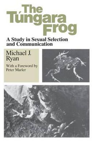 Cover image for Tungara Frog