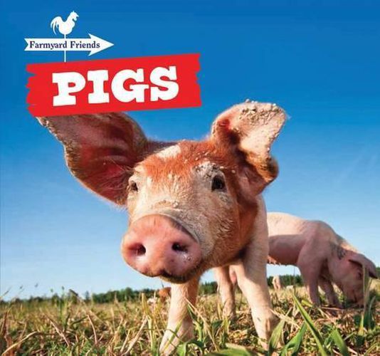 Cover image for Pigs