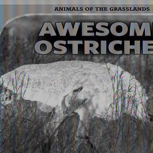 Awesome Ostriches