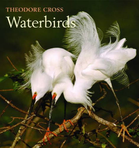 Cover image for Waterbirds