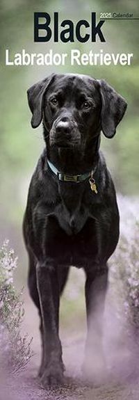 Cover image for Black Labrador Retriever Slim Calendar 2025 Dog Breed Slimline Calendar - 12 Month