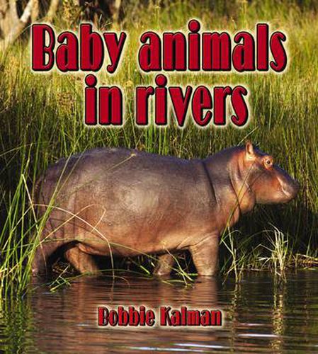 Cover image for Baby Animals in Rivers