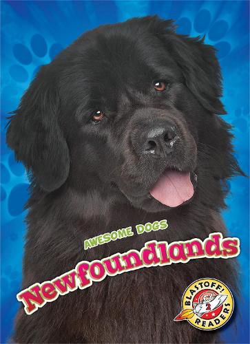 Newfoundlands