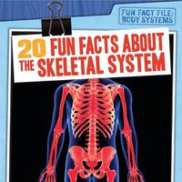 Cover image for 20 Fun Facts about the Skeletal System