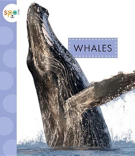 Cover image for Whales