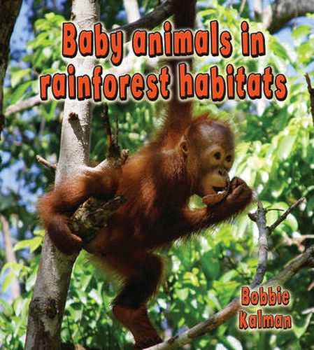 Cover image for Baby Animals in Rainforest Habitats