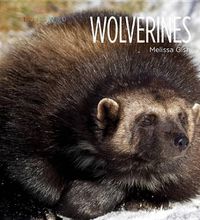 Cover image for Living Wild: Wolverines