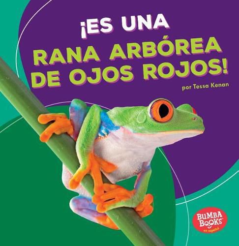 !Es Una Rana Arborea de Ojos Rojos! (It's a Red-Eyed Tree Frog!)