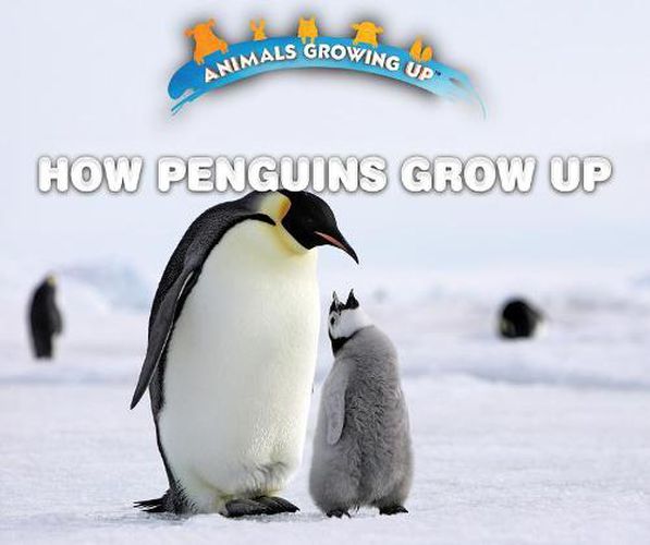 How Penguins Grow Up