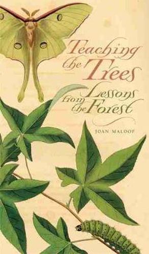 Cover image for Teaching the Trees: Lessons from the Forest