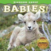 Cover image for Bighorn Sheep Babies