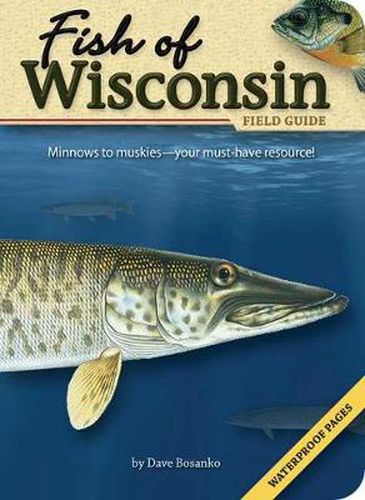 Cover image for Fish of Wisconsin Field Guide