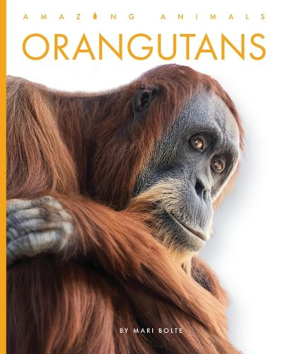 Cover image for Orangutans