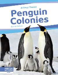Cover image for Animal Teams: Penguin Colonies