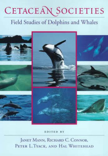 Cover image for Cetacean Societies: Field Studies of Dolphins and Whales