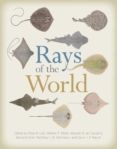 Cover image for Rays of the World