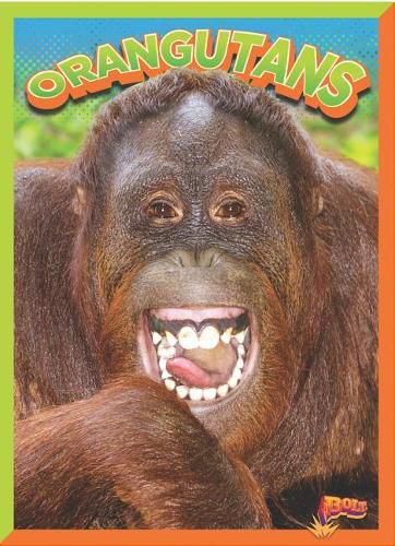 Cover image for Orangutans