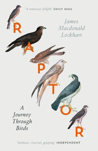 Cover image for Raptor: A Journey Through Birds