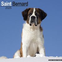 Cover image for Saint Bernard Calendar 2025 Square Dog Breed Wall Calendar - 16 Month