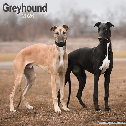 Cover image for Greyhound Calendar 2026 Square Dog Breed Wall Calendar - 16 Month