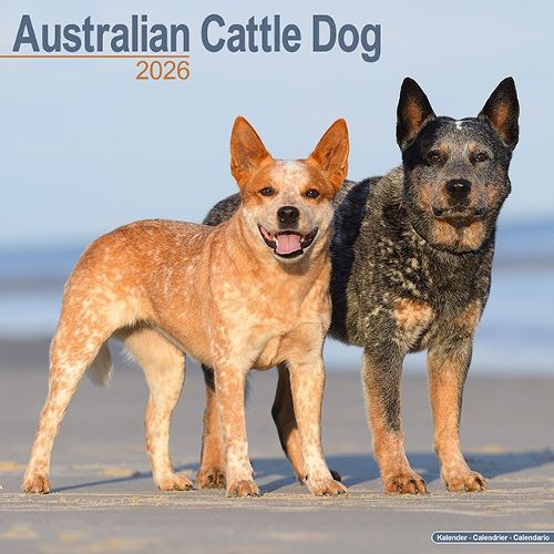 Cover image for Australian Cattle Dog Calendar 2026 Square Dog Breed Wall Calendar - 16 Month