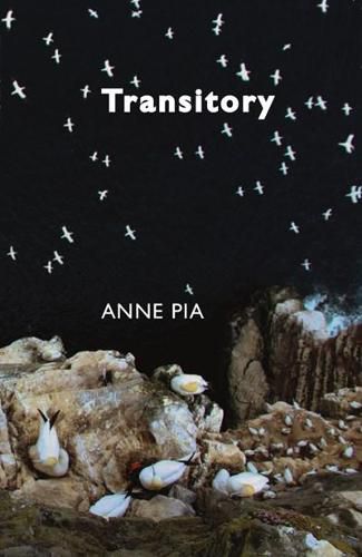 Cover image for Transitory