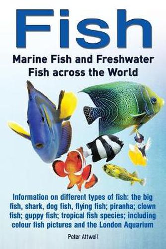 Cover image for Fish: Marine Fish and Freshwater Fish Across the World: Information on Different Types of Fish: The Big Fish, Shark, Dog Fis