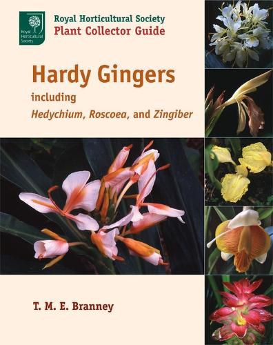 Cover image for Hardy Gingers, Including Hedychium, Roscoea, and Zingiber