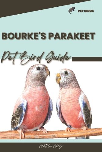 Bourke's Parakeet