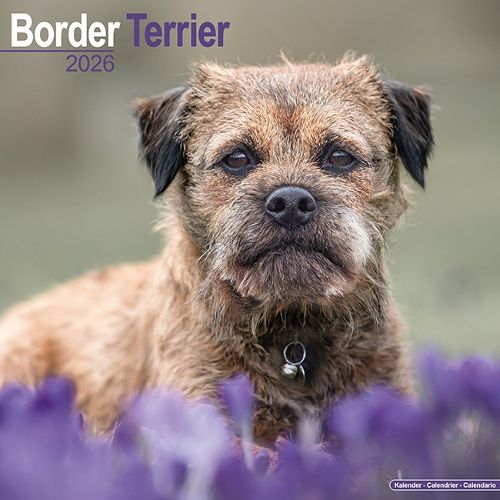 Cover image for Border Terrier Calendar 2026 Square Dog Breed Wall Calendar - 16 Month