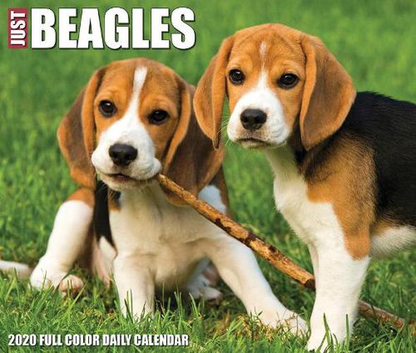 Cover image for Just Beagles 2020 Box Calendar (Dog Breed Calendar)