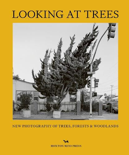 Cover image for Looking At Trees