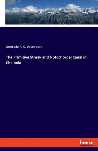 Cover image for The Primitive Streak and Notochordal Canal in Chelonia