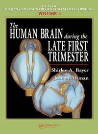 Cover image for The Human Brain During the Late First Trimester