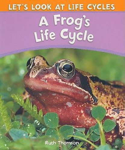 Cover image for A Frog's Life Cycle