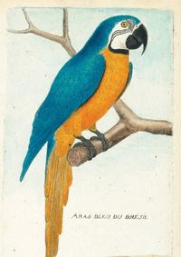 Cover image for Carnet Ligne Ara Bleu, Dessin 18e Siecle