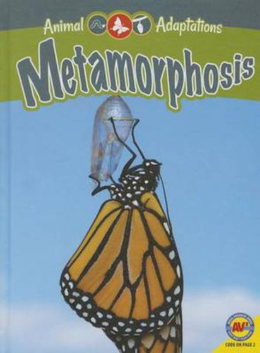 Cover image for Metamorphosis