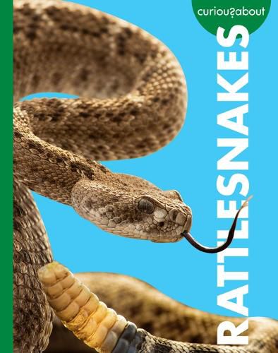 Cover image for Curious about Rattlesnakes
